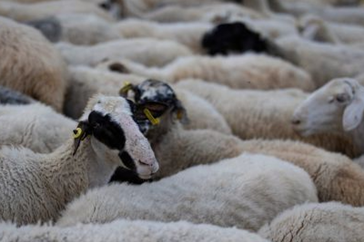 Αφθώδης πυρετός στη Λέσβο- Έληξε το μπλόκο στο λιμάνι- Ελλείψεις στο νησί