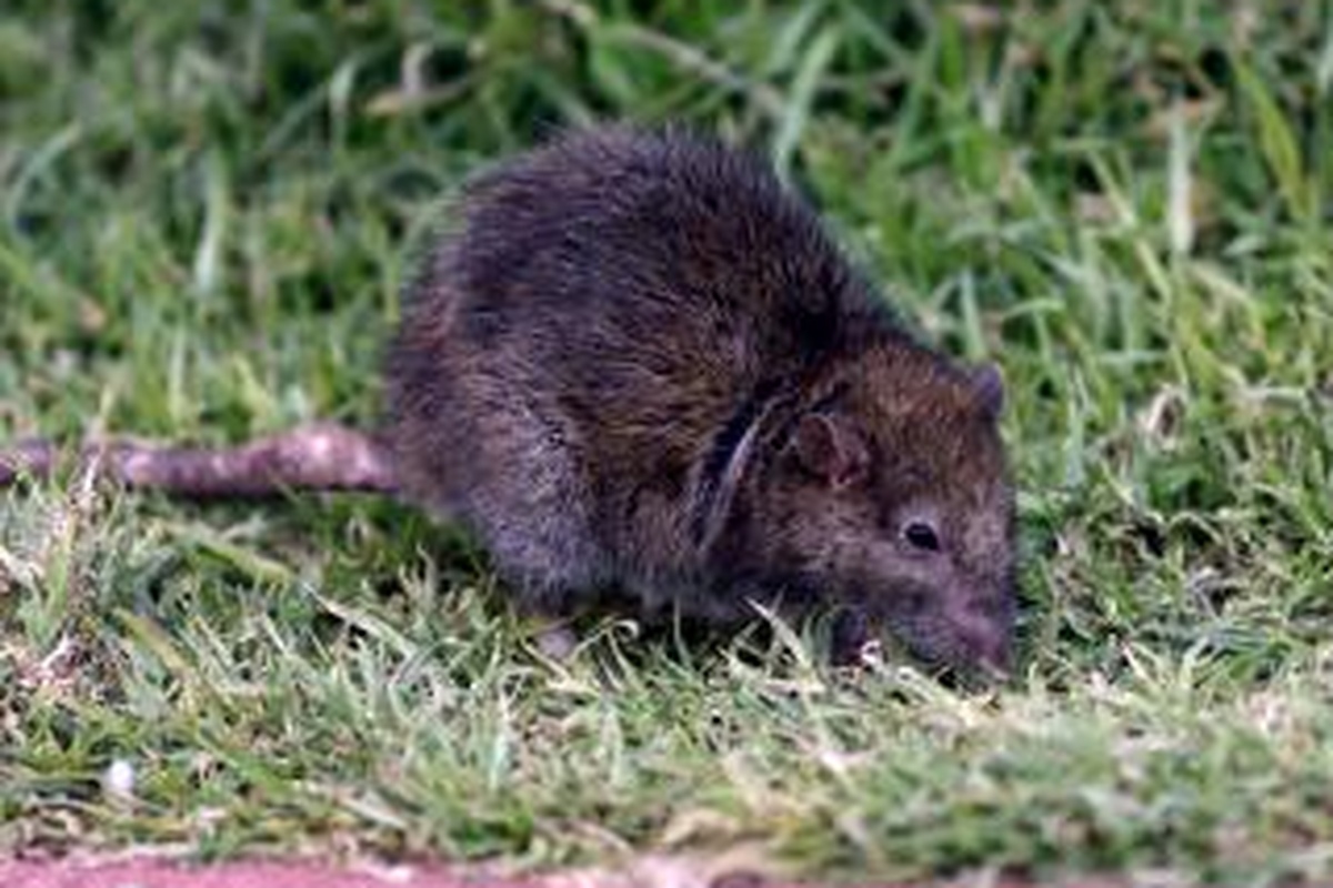 Τρία κρούσματα λεπτοσπείρωσης- Νεκρός 75χρονος- Καταγγέλλουν αύξηση τρωκτικών στη Ζάκυνθο