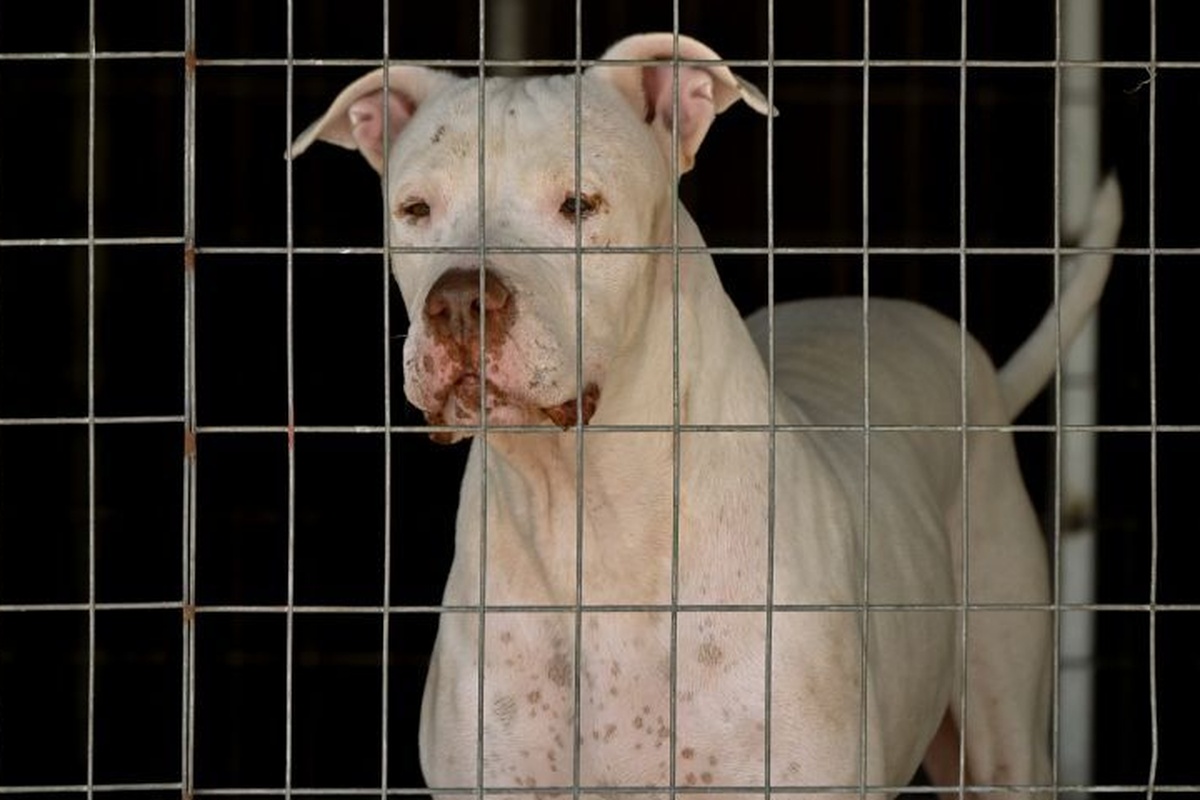 Σκύλος στην Κρήτη δάγκωσε 12χρονο- Του προκάλεσε πολλαπλά τραύματα