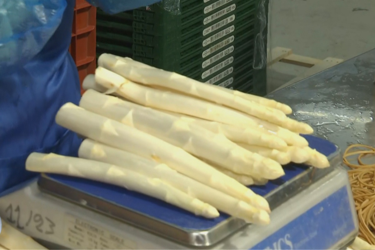 Μεγάλη ζήτηση και εξαγωγές για σπαράγγια- “Χρυσές δουλειές” για τους παραγωγούς