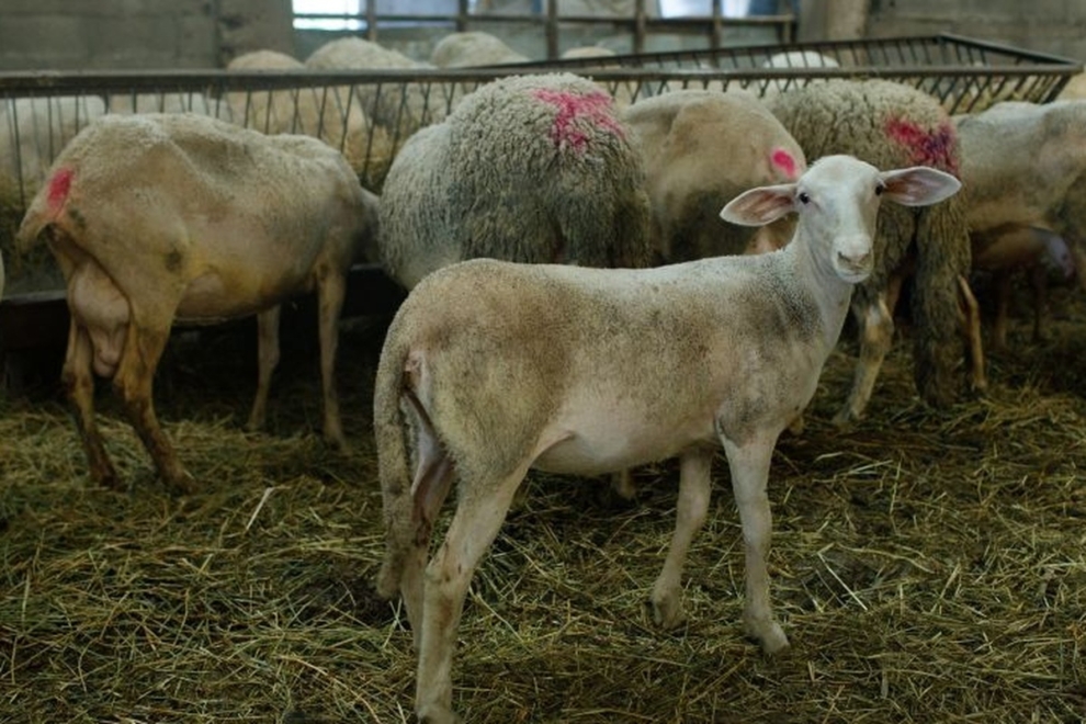 ΥΠΑΑΤ: Απόπειρες τηλεφωνικής εξαπάτησης με πρόσχημα τον αφθώδη πυρετό