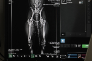 «Ζωντανά» εμφυτεύματα χόνδρου για αποκατάσταση βλαβών σε αρθρώσεις