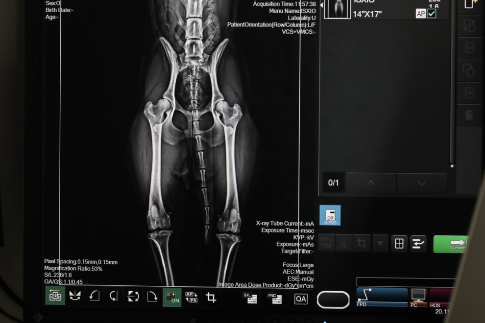 «Ζωντανά» εμφυτεύματα χόνδρου για αποκατάσταση βλαβών σε αρθρώσεις