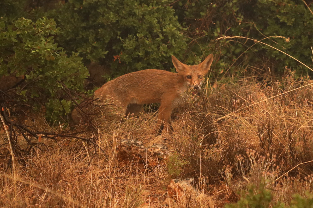 Διέσωσαν αλεπού στη Λαμία