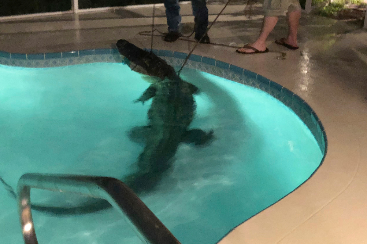 Απρόσκλητος επισκέπτης στη Φλόριντα Αλιγάτορας σε πισίνα σπιτιού