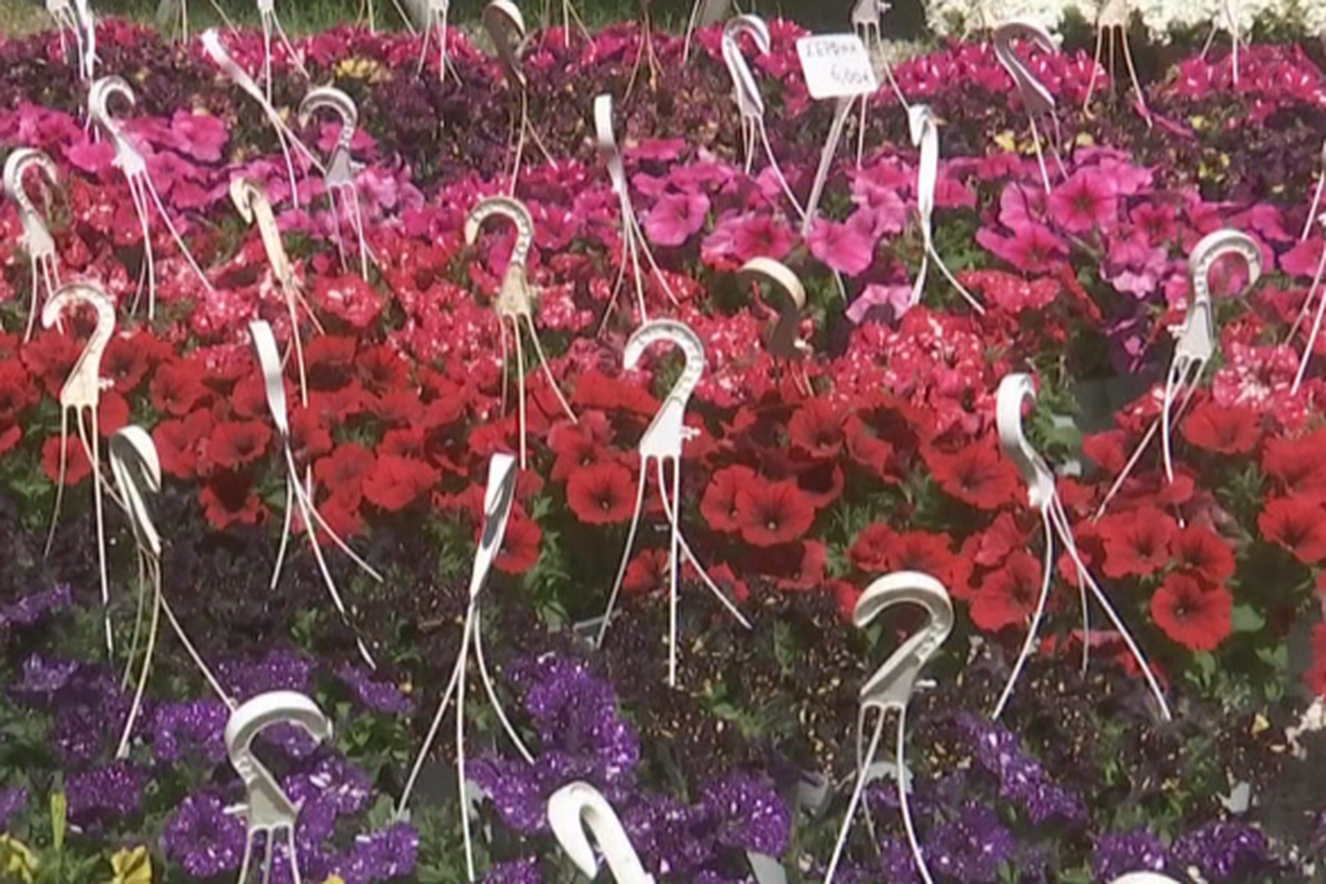 72η Ανθοκομική Έκθεση Κηφισιάς- Η γιορτή των λουλουδιών