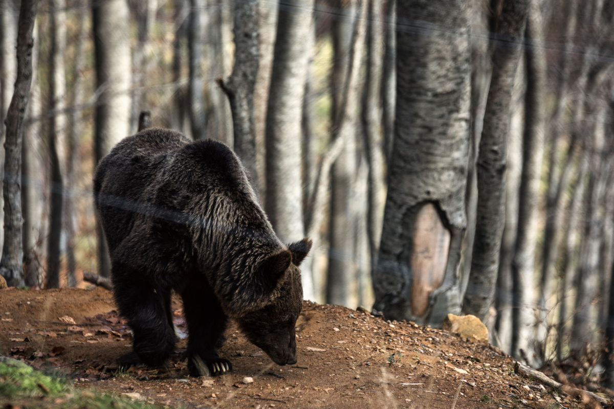 Αναστάτωση στην Εορδαία – Αρκουδάκι στο δρόμο