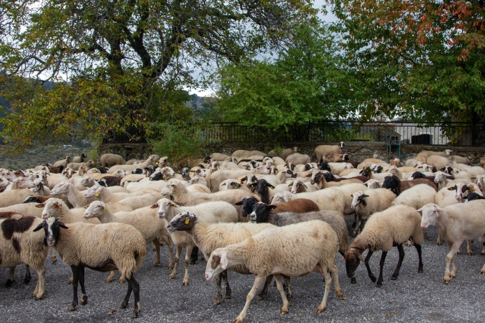 Να σταματήσουν οι σφαγές ολόκληρων των κοπαδιών, ζητούν οι κτηνοτρόφοι της Δυτικής Λέσβου