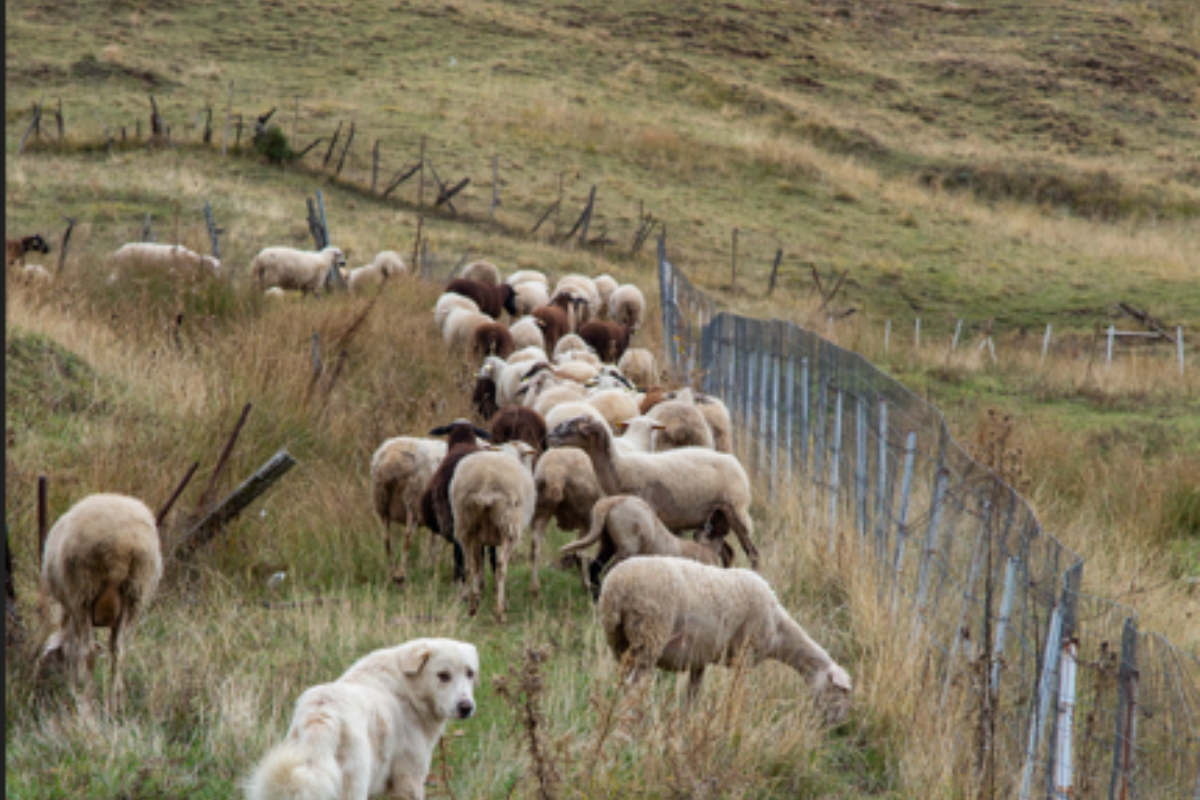 Οικογενειακή υπόθεση ο ΟΠΕΚΕΠΕ «Θα βγάλουμε το κάτι τις»