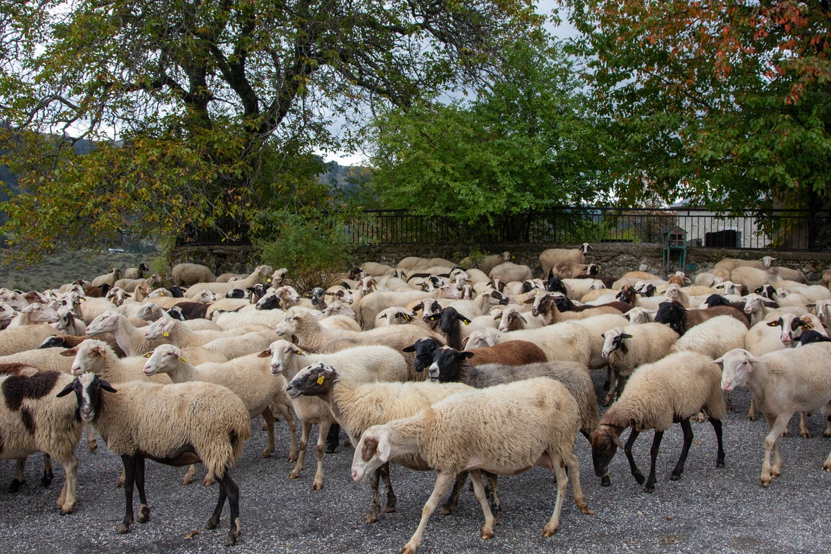 Να σταματήσουν οι σφαγές ολόκληρων των κοπαδιών, ζητούν οι κτηνοτρόφοι της Δυτικής Λέσβου