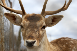 Συγκινητική διάσωση ελαφίνας στη Ρόδο