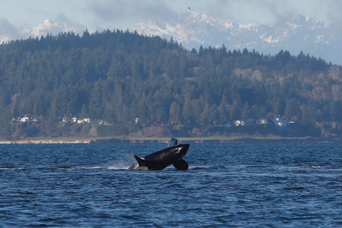 Νέα επιχείρηση διάσωσης φάλαινας στα ρηχά της Βαλτικής
