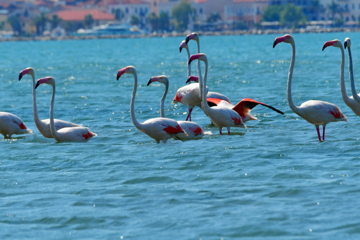 Εντυπωσιακά φλαμίνγκο στην  Πάρο