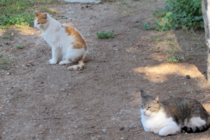 «Πρωταγωνιστές» οι γάτες σε κάθε γωνιά στην Κωνσταντινούπολη