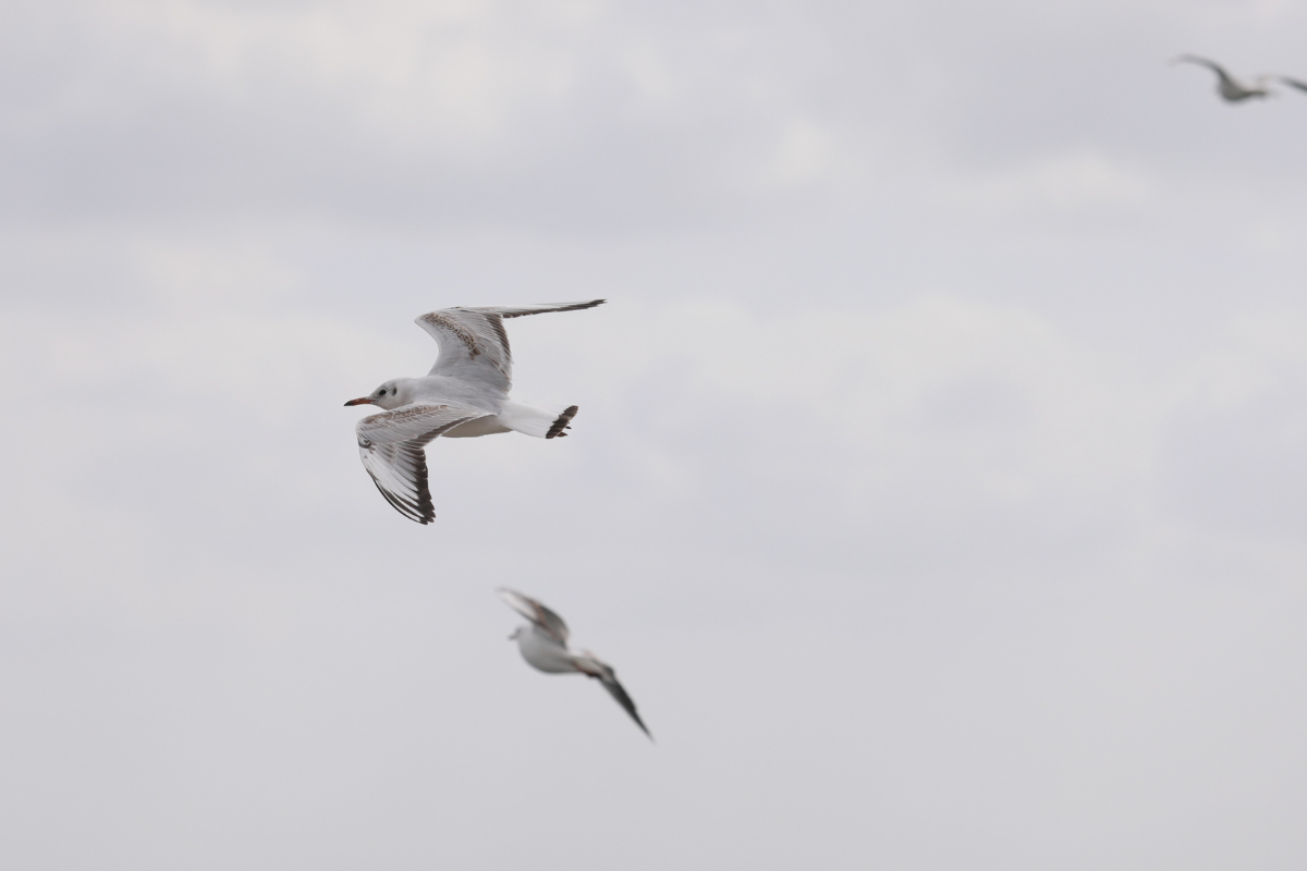 Παράξενος διαγωνισμός στο Βέλγιο