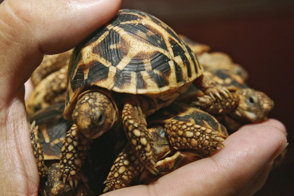 Nεαρή Ταϊβανέζα συνελήφθη στο αεροδρόμιο της Μπανγκόκ μεταφέροντας 30 σπάνιες χελώνες κρυμμένες στα ρούχα της