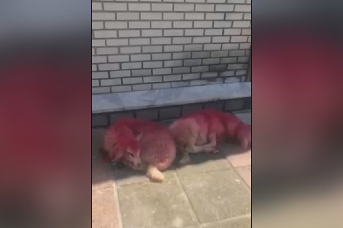 Βαμμένα και δεμένα αρνιά σε εκκλησία