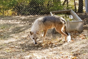 Λύκοι σε κατοικημένες περιοχές
