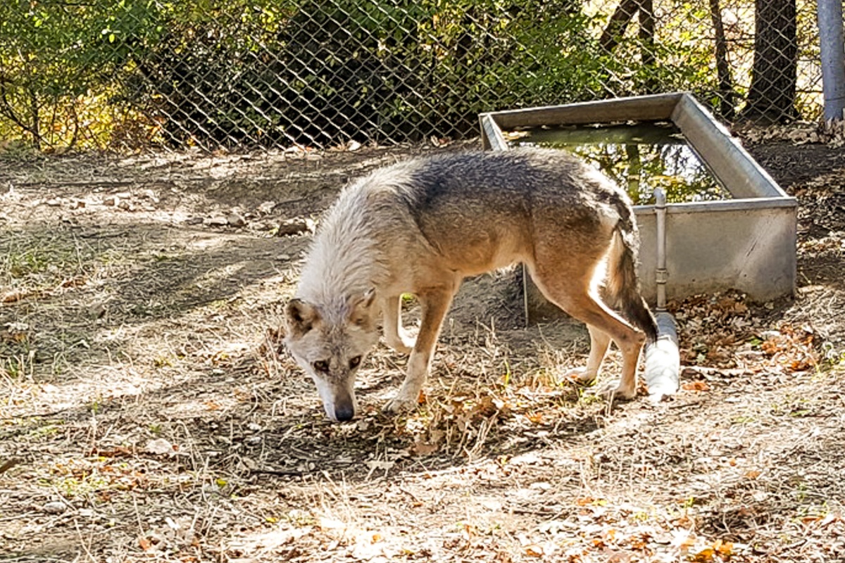 Λύκοι σε κατοικημένες περιοχές