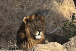 Ινδία: Απεγκλώβισαν λιοντάρι από πηγάδι