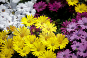 Στολισμός Επιταφίου – Αυξημένη κίνηση στην ανθαγορά