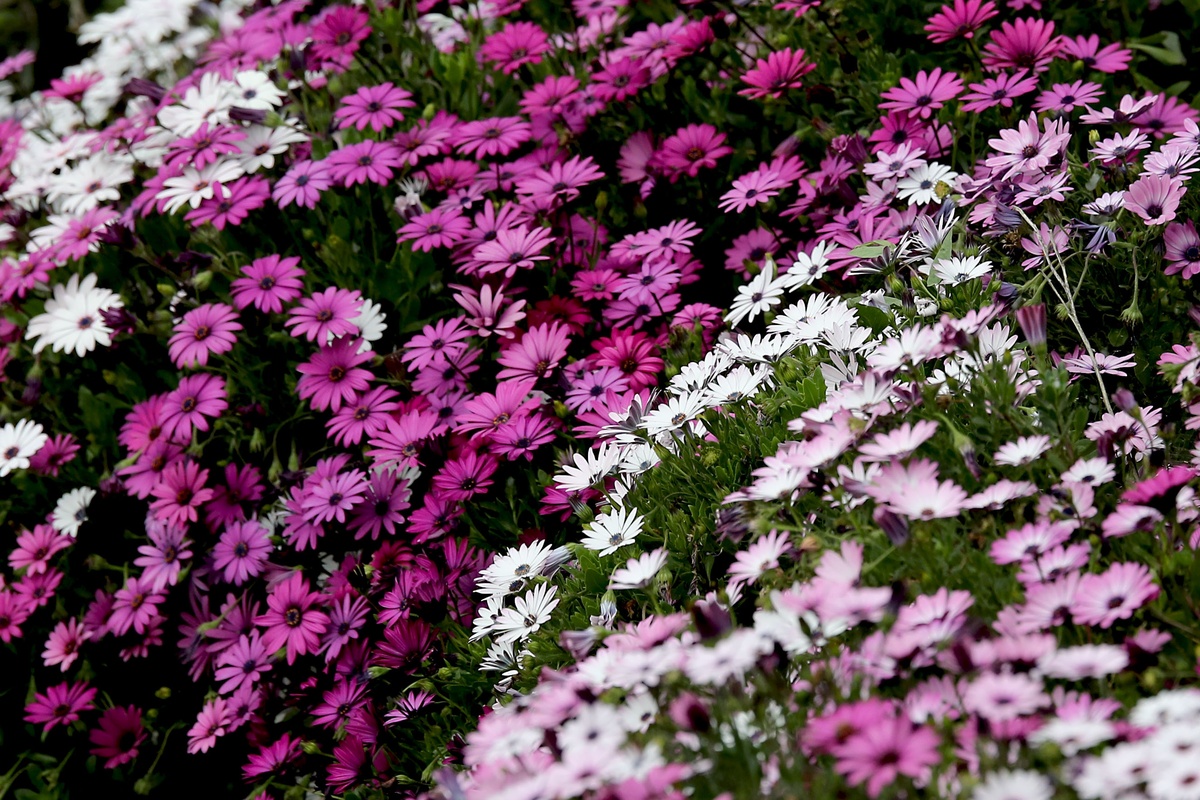 «Άνοιξη» στα φυτώρια