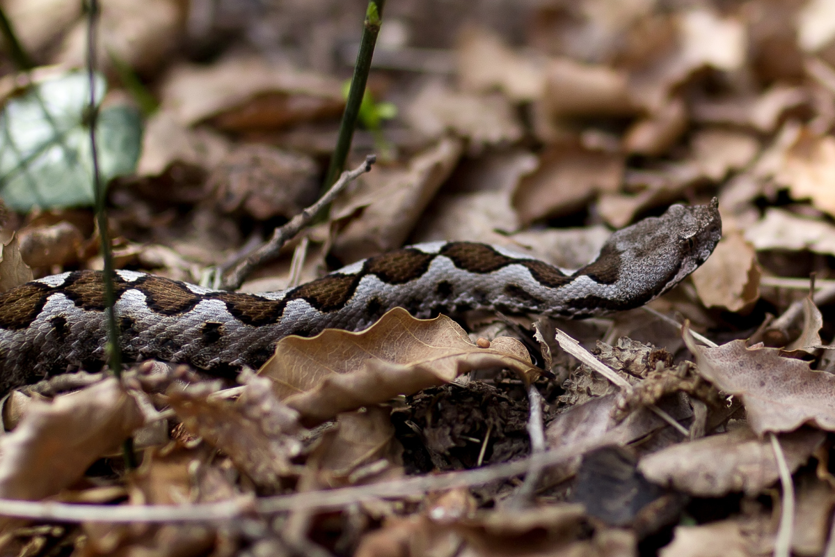Οχιά δάγκωσε 13χρονο στη Σύρο