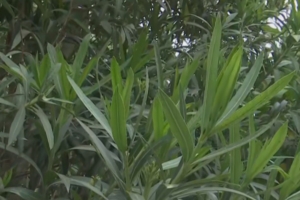 Νέα εγκύκλιος ΕΟΔΥ: Δεν θα ξεριζωθούν οι πικροδάφνες