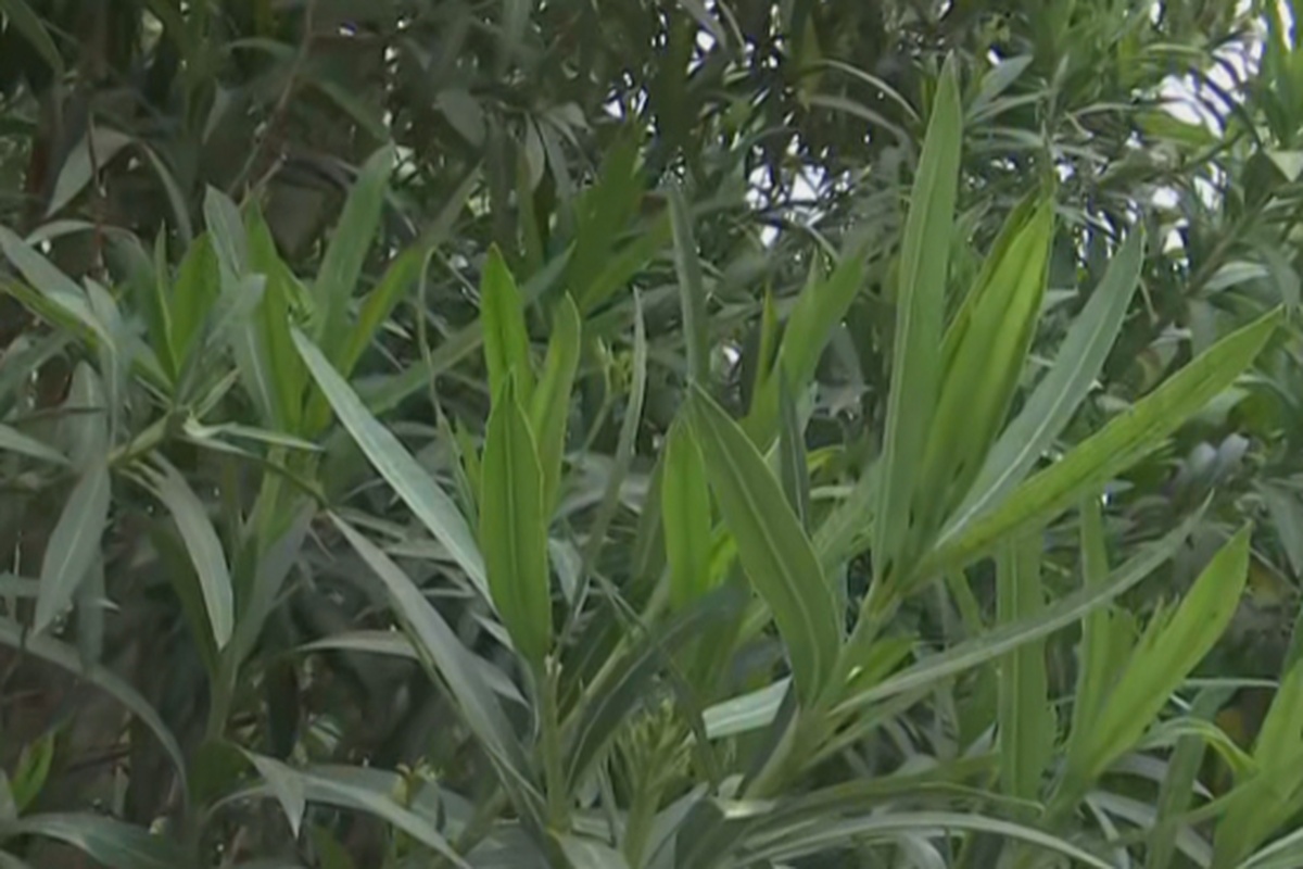 Νέα εγκύκλιος ΕΟΔΥ: Δεν θα ξεριζωθούν οι πικροδάφνες