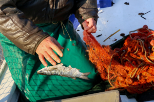 Πολλαπλασιάζονται ανεξέλεγκτα οι λαγοκέφαλοι