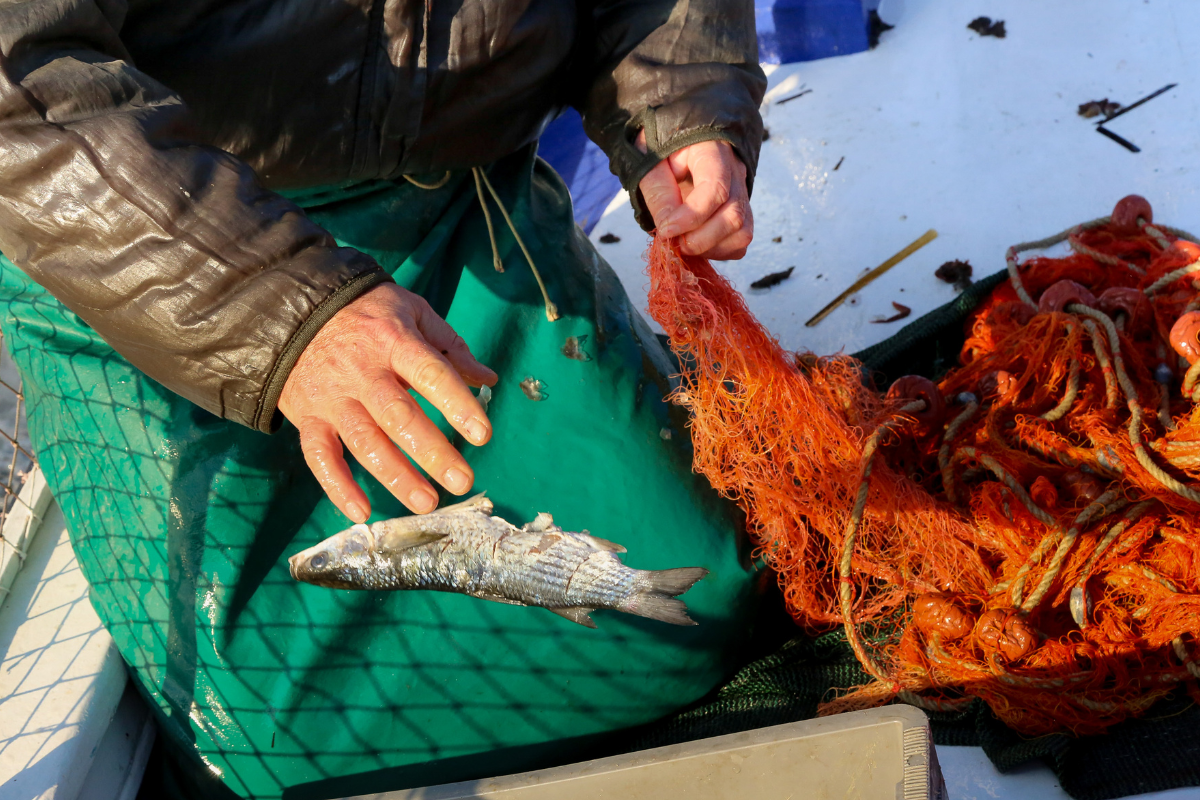 Πολλαπλασιάζονται ανεξέλεγκτα οι λαγοκέφαλοι