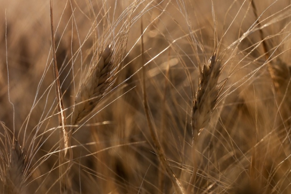 Ζελένσκι: “Η αγορά από το Ισραήλ “κλεμμένων” ουκρανικών σιτηρών είναι παράνομη”