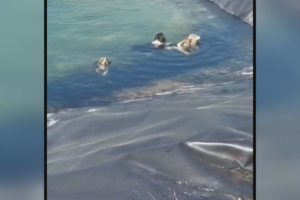 Επιχείρηση διάσωσης στην Κατερίνη