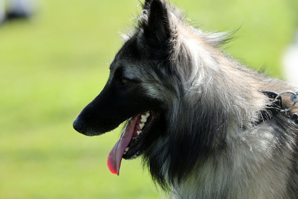 Επιχείρησε να πουλήσει σκύλο σε περαστικό, σύλληψη και πρόστιμο ύψους 4.000 ευρώ