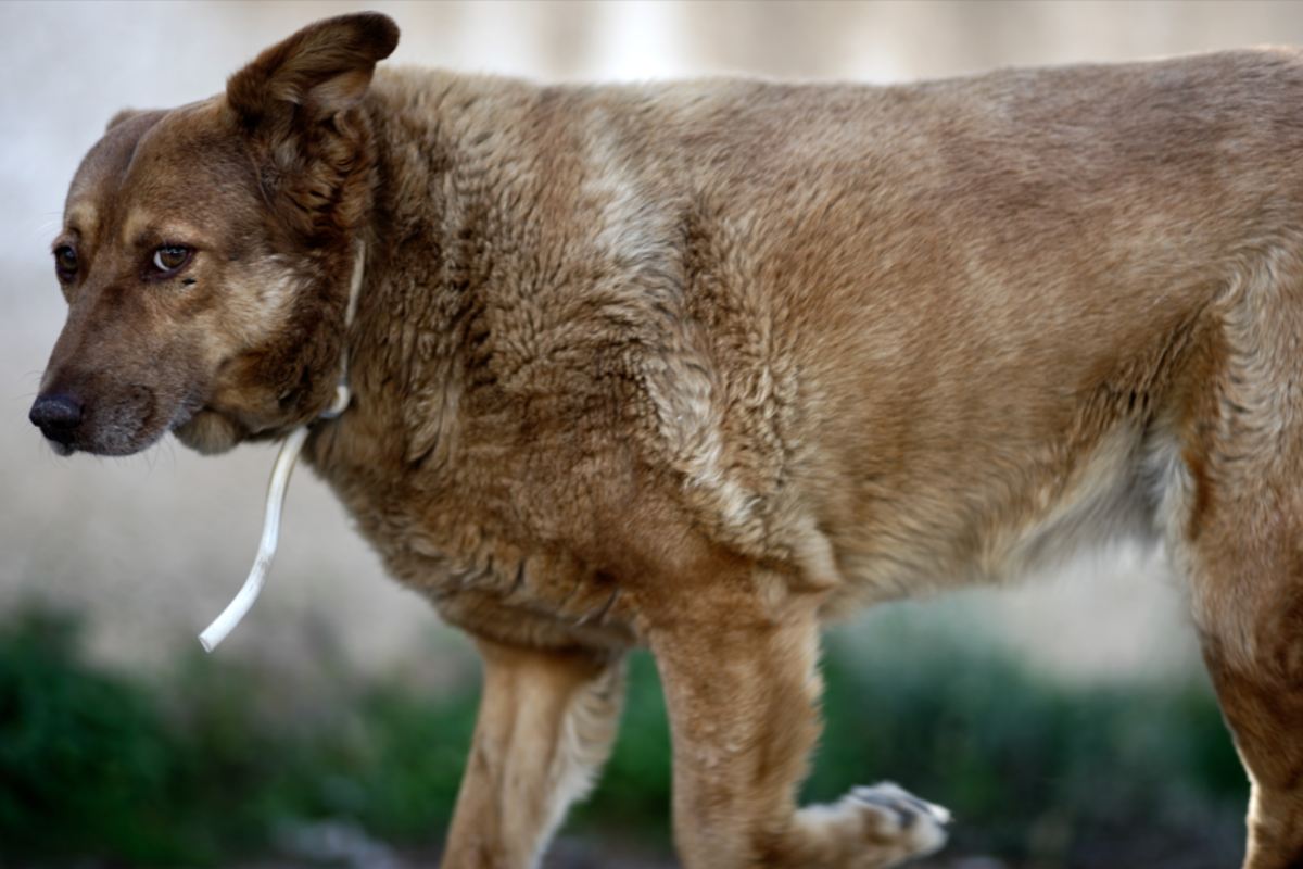Επίθεση σκύλου σε τετράχρονο – Στο χειρουργείο το παιδί