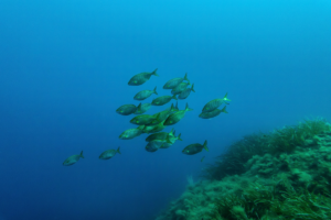 Ντοκιμαντέρ για τον θαλάσσιο «θησαυρό» του Αιγαίου