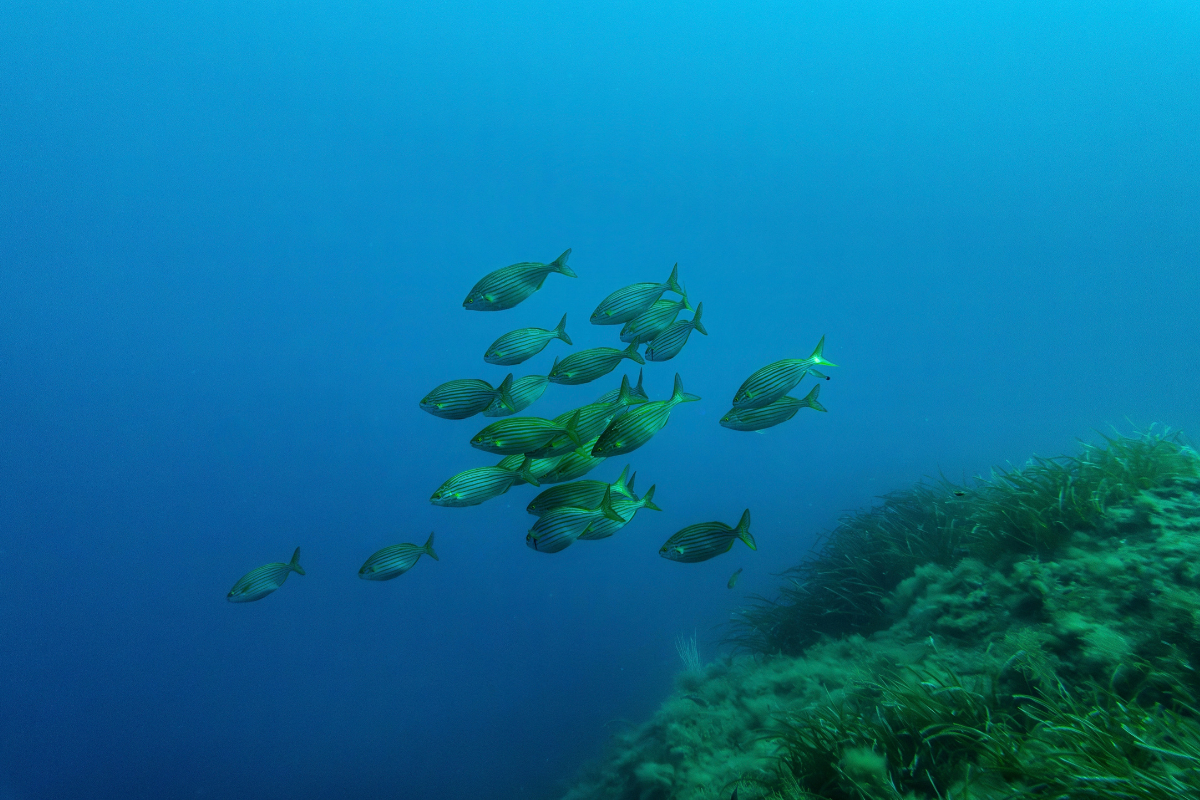 Ντοκιμαντέρ για τον θαλάσσιο «θησαυρό» του Αιγαίου