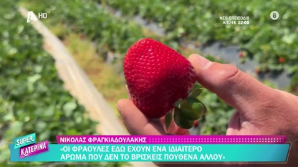 Μαζεύουμε τη φημισμένη φράουλα Μητρόπολης