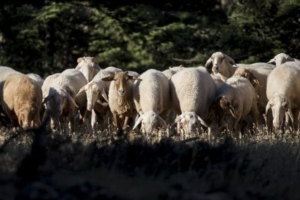 Ιωάννινα: Κεραυνός σκότωσε 88 πρόβατα