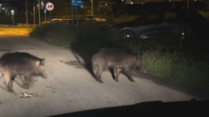 Νεκρός 42χρονος μοτοσικλετιστής μετά από σύγκρουση με αγριογούρουνο