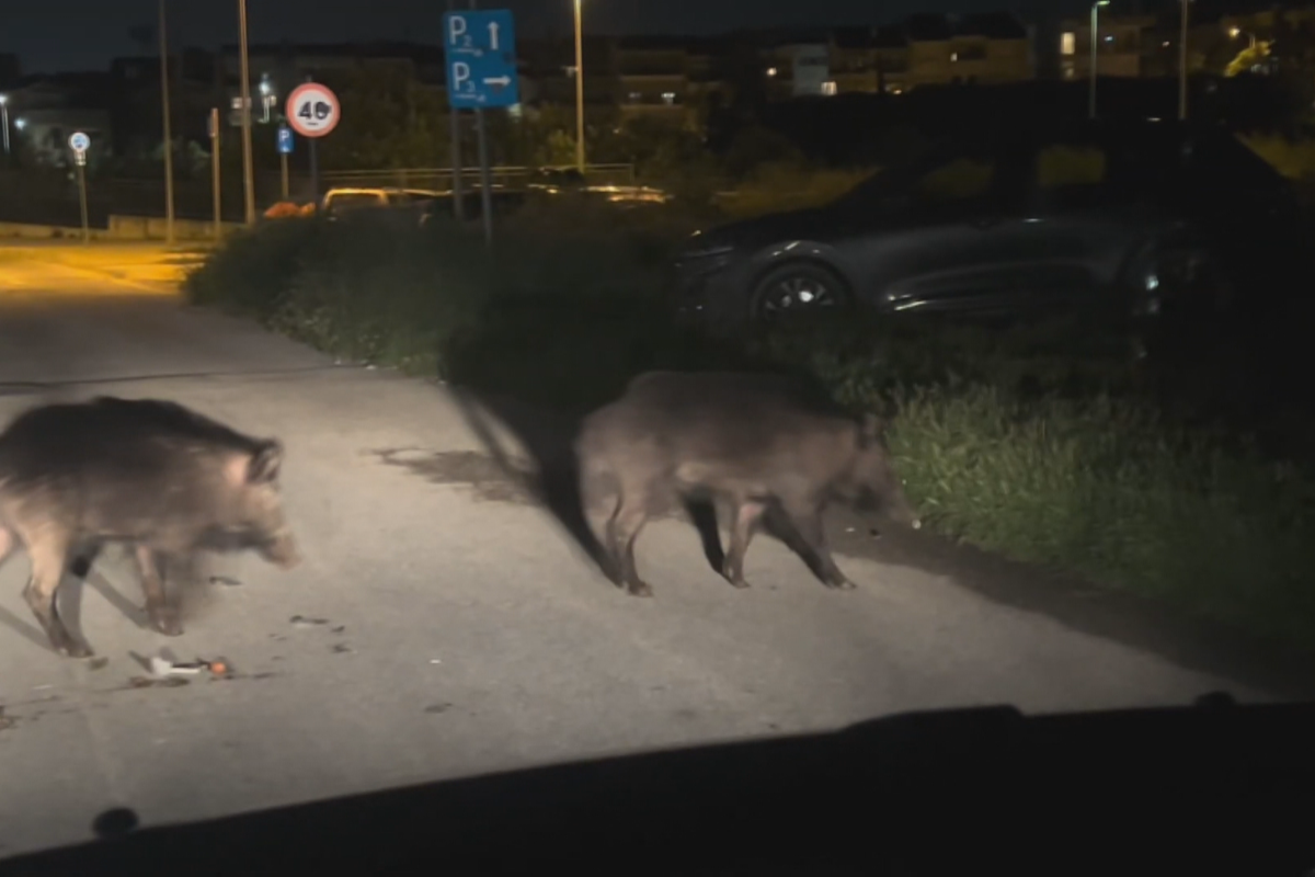 Αγριογούρουνα στις γειτονιές
