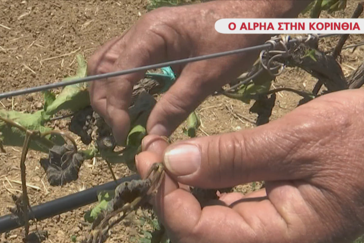 «Τους έκαψε» το μαγιάτικο χιόνι