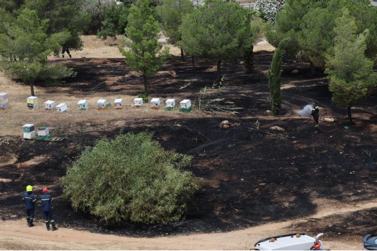 Συνελήφθη 45χρονος μελισσοκόμος-«Κάπνιζε» μελίσσια στο άλσος Βεΐκου