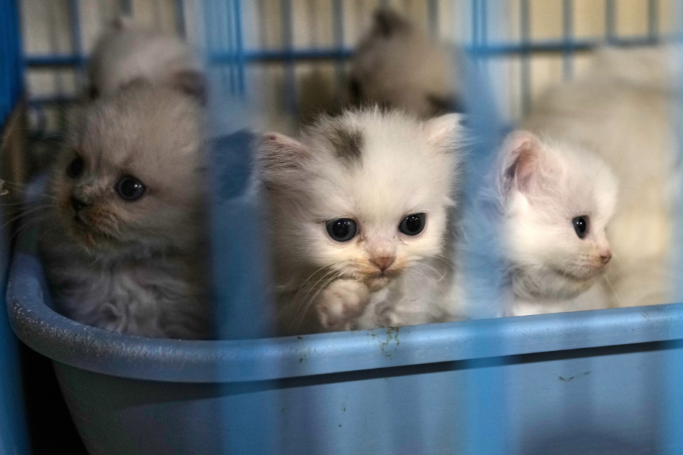 Πρόστιμα 270.300 ευρώ σε 55χρονο που εγκατέλειψε εννέα γατάκια στην Καλαμαριά