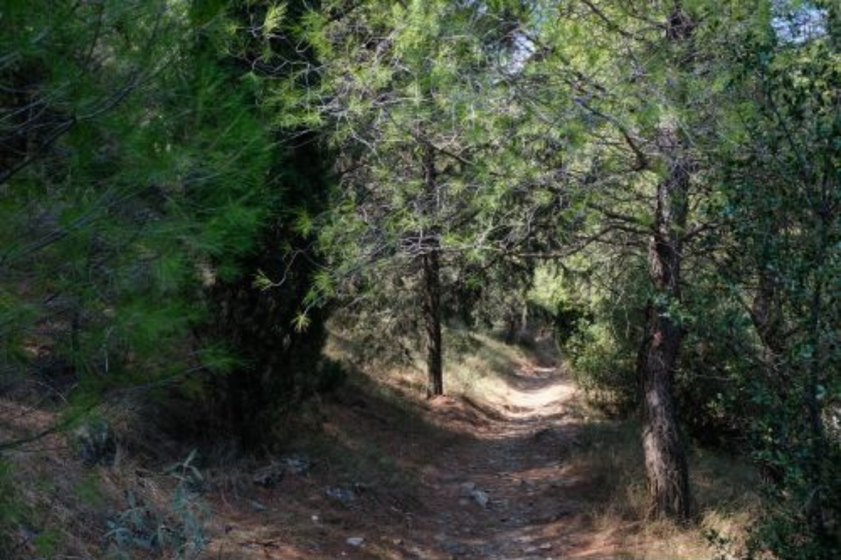 Απαγόρευση κυκλοφορίας σε περιοχές της Χαλκιδικής λόγω υψηλού κινδύνου δασικής πυρκαγιάς