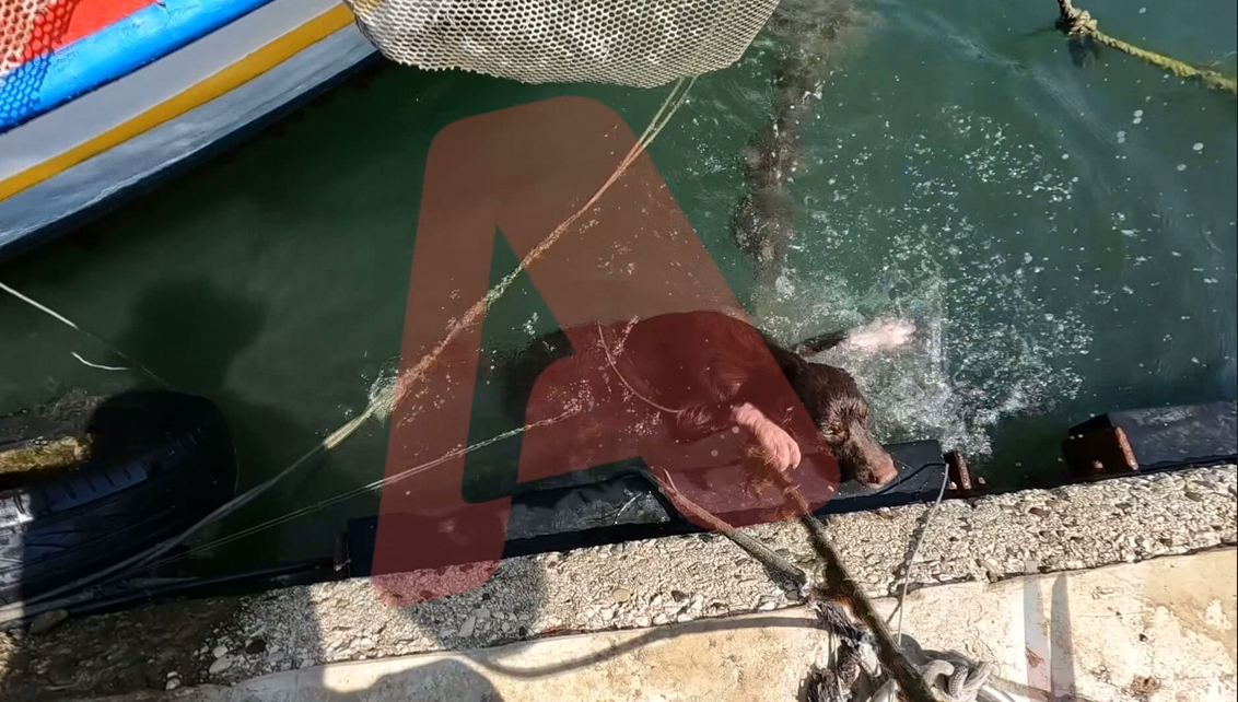 Ένας άνθρωπος, ένας σκύλος, ένα δίδαγμα