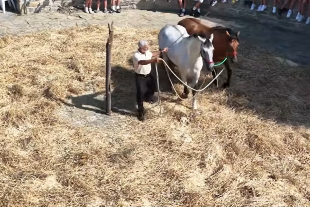 Παραδοσιακό αλώνισμα