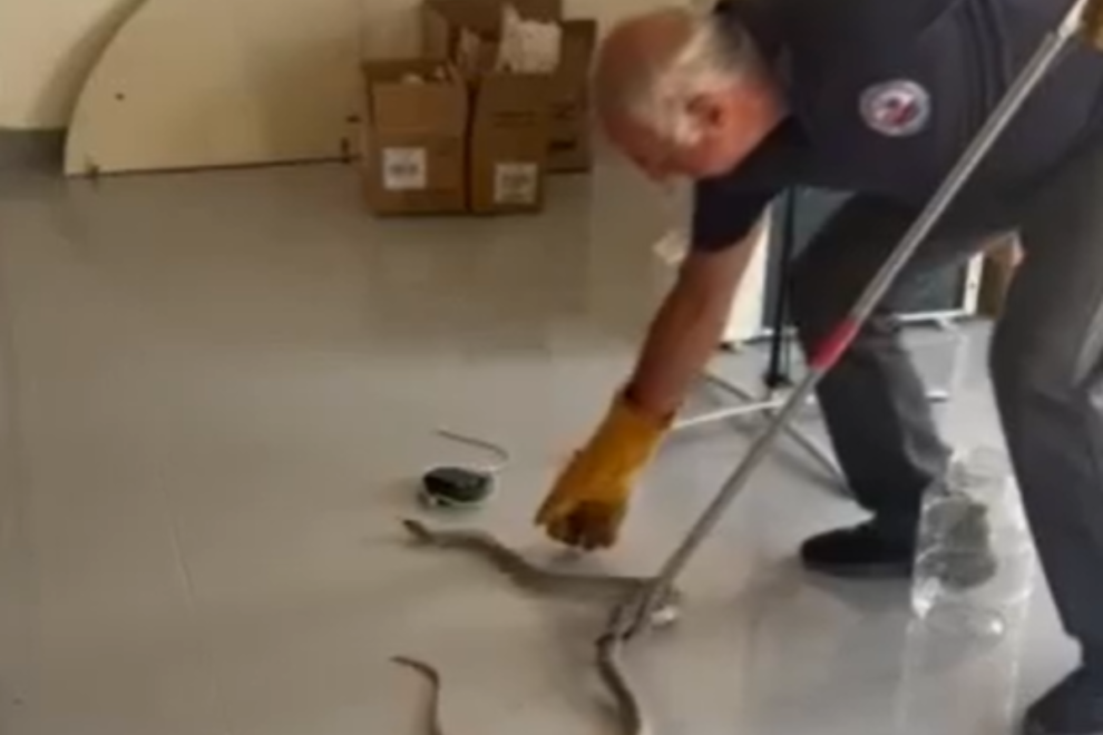 Βίντεο: Φίδι μπήκε σε επιχείρηση στο Βόλο