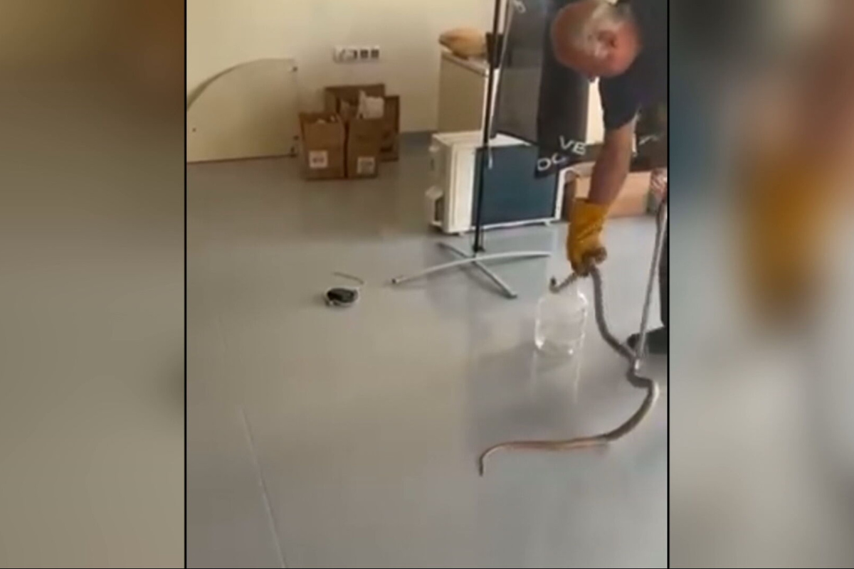 Λαχτάρησαν με φίδι στο Βόλο