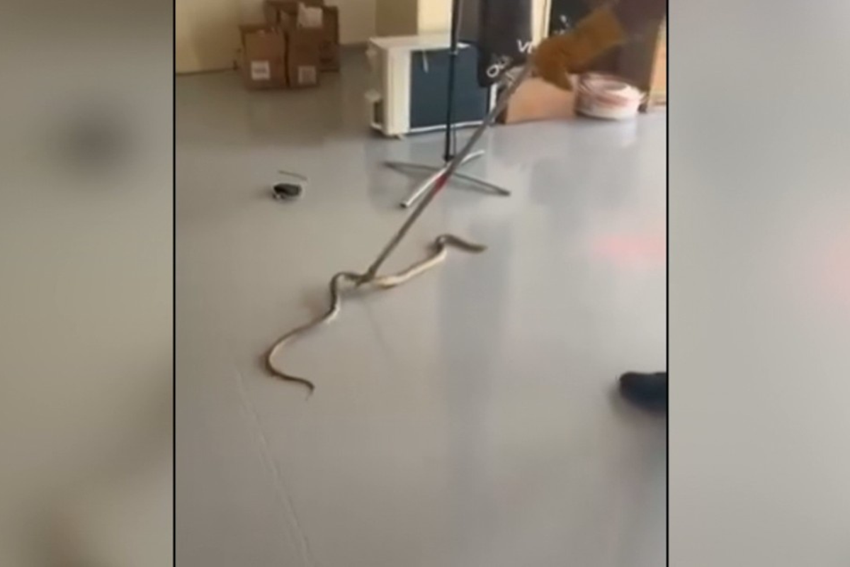 Συναγερμός για φίδι στον Βόλο
